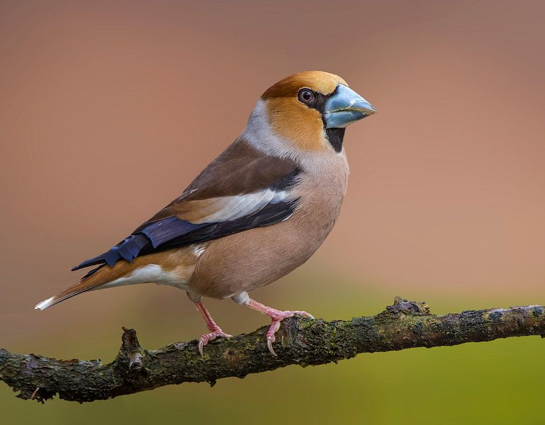 Kernbeißer von Patrick Scholten