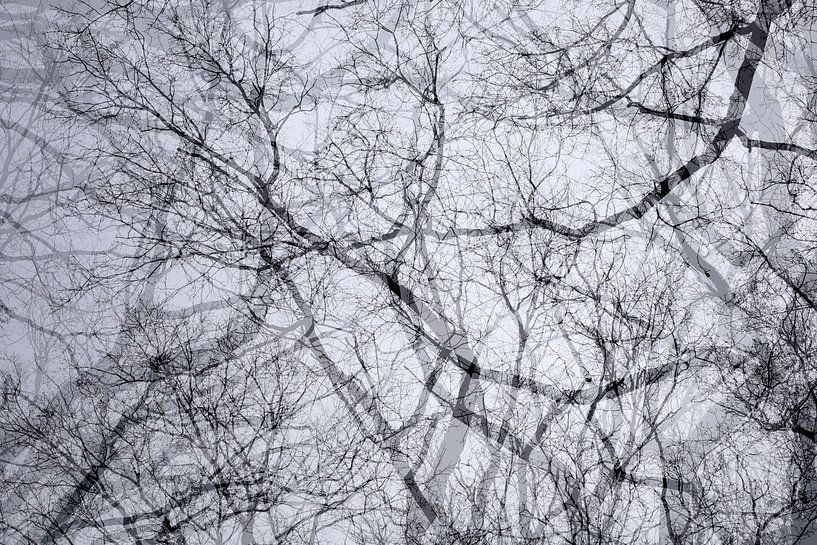 Geäst von Thomas Jäger