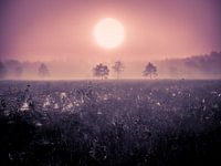 Spinnweben am Morgen