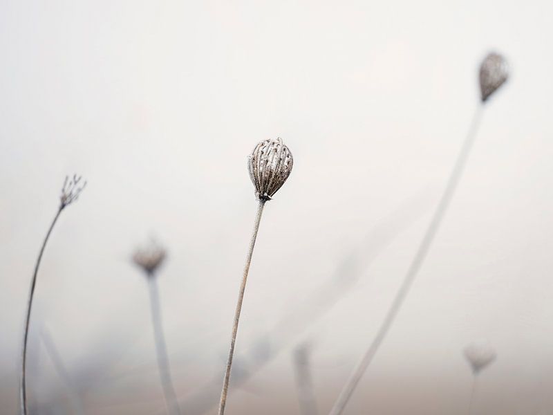 Blooming umbels in a field in winter by Anouschka Hendriks