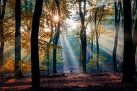 Speulderbos (Veluwe)