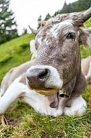 Süße Kuh im Appenzeller Land