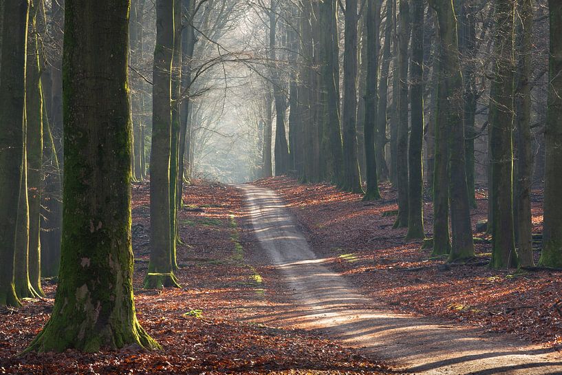 Path through the forest... by René Jonkhout