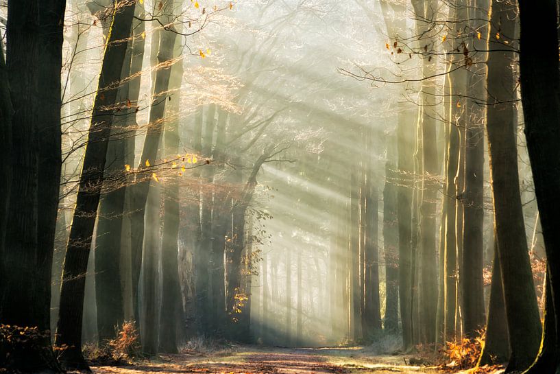 Le portail dans les rayons de lumière par Lars van de Goor