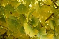 Gingko biloba, Kyoto, Japan