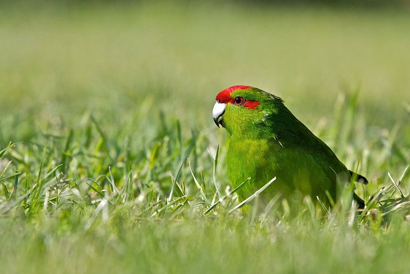 Kaka Riki by Thijs Schouten