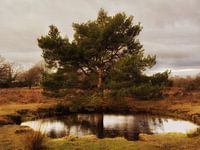 Eine Lärche spiegelt sich in einem Farn