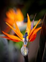 Strelitzia
