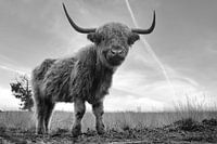 Highlander écossais sur la lande