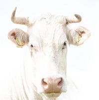 Kuh, High-Key-Aufnahme