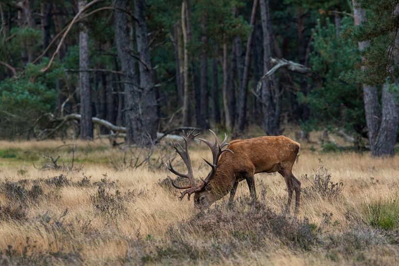 Cerfs rouges en rut par Evert Jan Kip