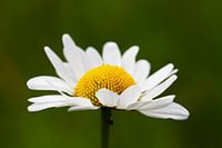 Daisy, close up in green