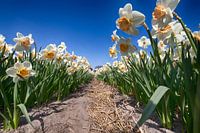 Bollenveld - Narcissen