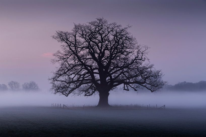 The misty oak by Bart Harmsen