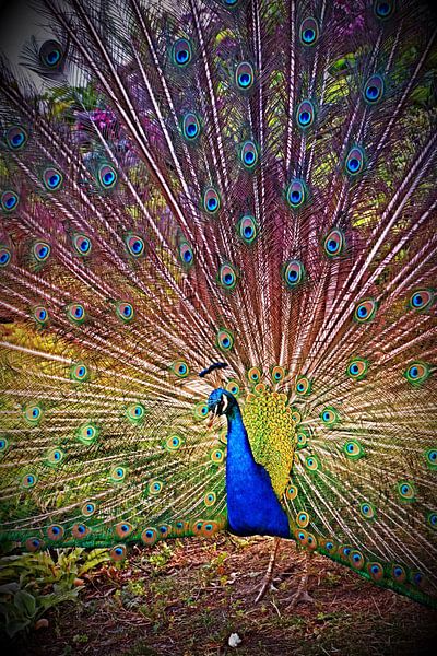 Capitaine Paon par Shutter Dreams