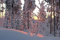 Sneeuw  Winterwonder Landschap