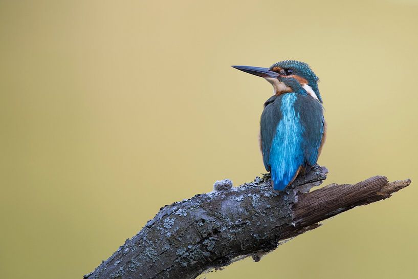 Martin-pêcheur assis sur un tronc d'arbre tombé par Michael Kuijl