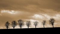 7 Trees on the horizon