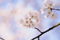 Bloesem foto zonsopkomst