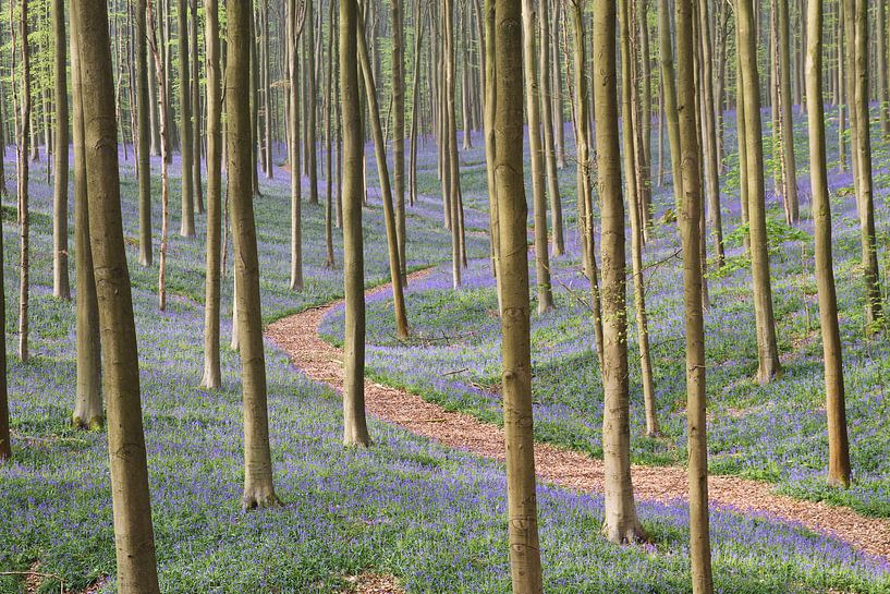 Ein Gehweg zwischen den lila Hyazinthen und Buche Bäume von Paul Wendels