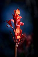 Flower, red against blue background