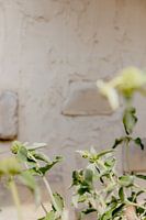 Weiche grüne Pflanze vor einer verputzten Wand