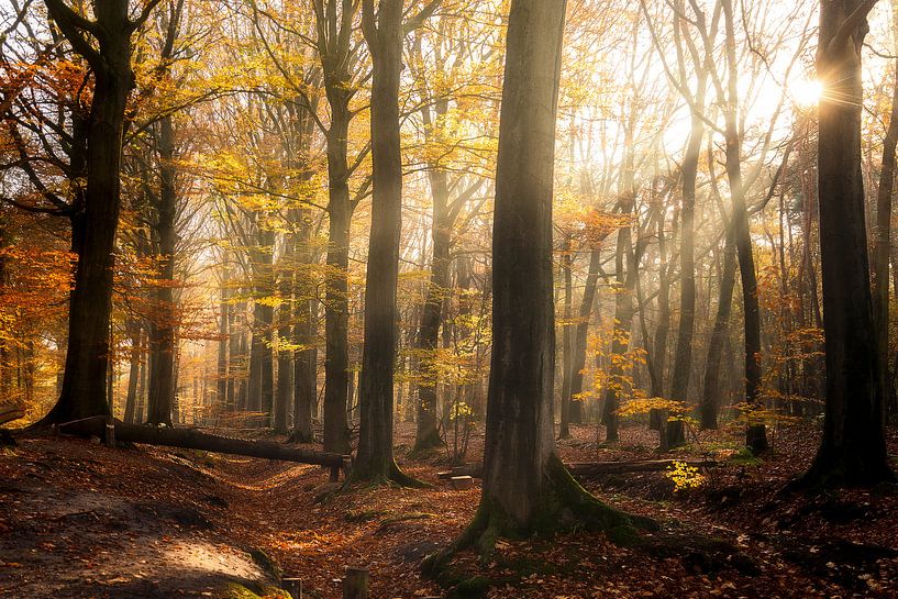 Belgium - Knesselare - Moody morning in the forrest by Fotografie Krist / Top Foto Vlaanderen
