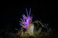 A purple Flabellina affinis nudibranch, Corfu, Greece