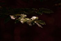 Blätter im Schatten