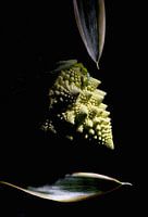 Bloemkool tussen vrouwentongen