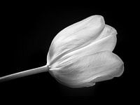 Tulip in black and white