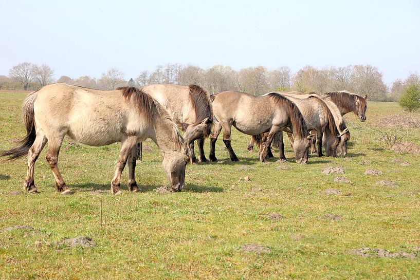 Konik horses by Henk Katuin