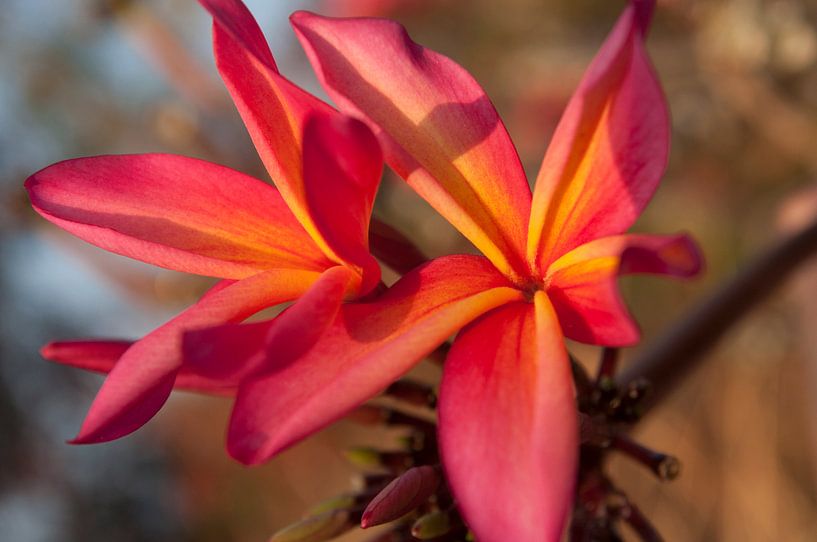 Plumeria in Blüte von Ellis Peeters