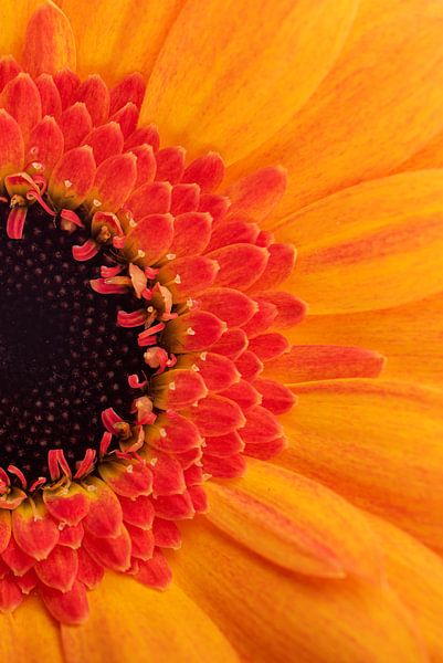 Un morceau de Gerbera jaune-orange très coloré. par Marjolijn van den Berg