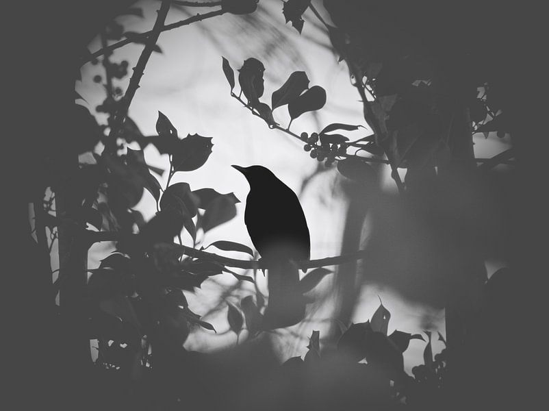 Drossel von Felix Zänkert