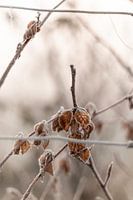 Feuilles de hêtre dans le jardin avec forst