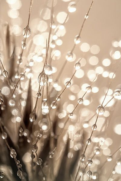 Abstractie in taupe - beige en grijs tinten (Druppels aan een grasaren) van Marjolijn van den Berg