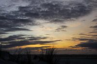 Marram grass on Dutch beach dune with sunset