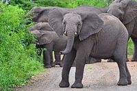 Olifanten in Hluhluwe-Imfolozi Game Reserve