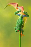 Rotaugen-Lemurenfrosch