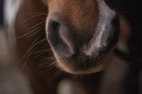 Fine Art Pferdenase | Nahaufnahme Pferdenase