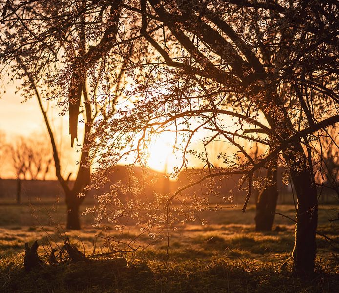 blossom in the morning sun by Tania Perneel