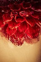 Red dahlia in ice