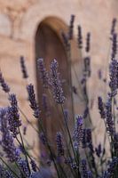 Lavendel in Südfrankreich - Provence