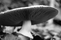 Solitaire champignons