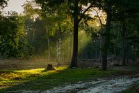 Schönes Licht im frühmorgendlichen Nebel