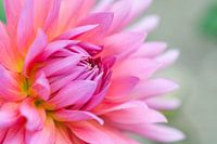 Roze dahlia