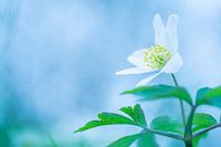 Wood anemone