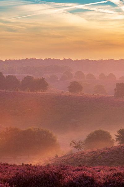 Sunrise over blossoming Heather fields in the hills of the Posbank by Sjoerd van der Wal Photography