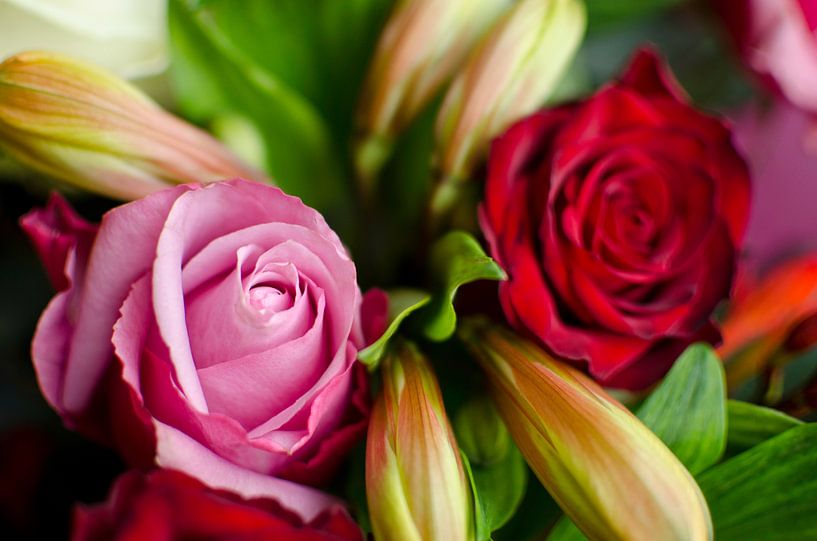 Roses par RB-Photographie